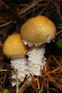 Image of Stropharia ambigua (Peck) Zeller 1914