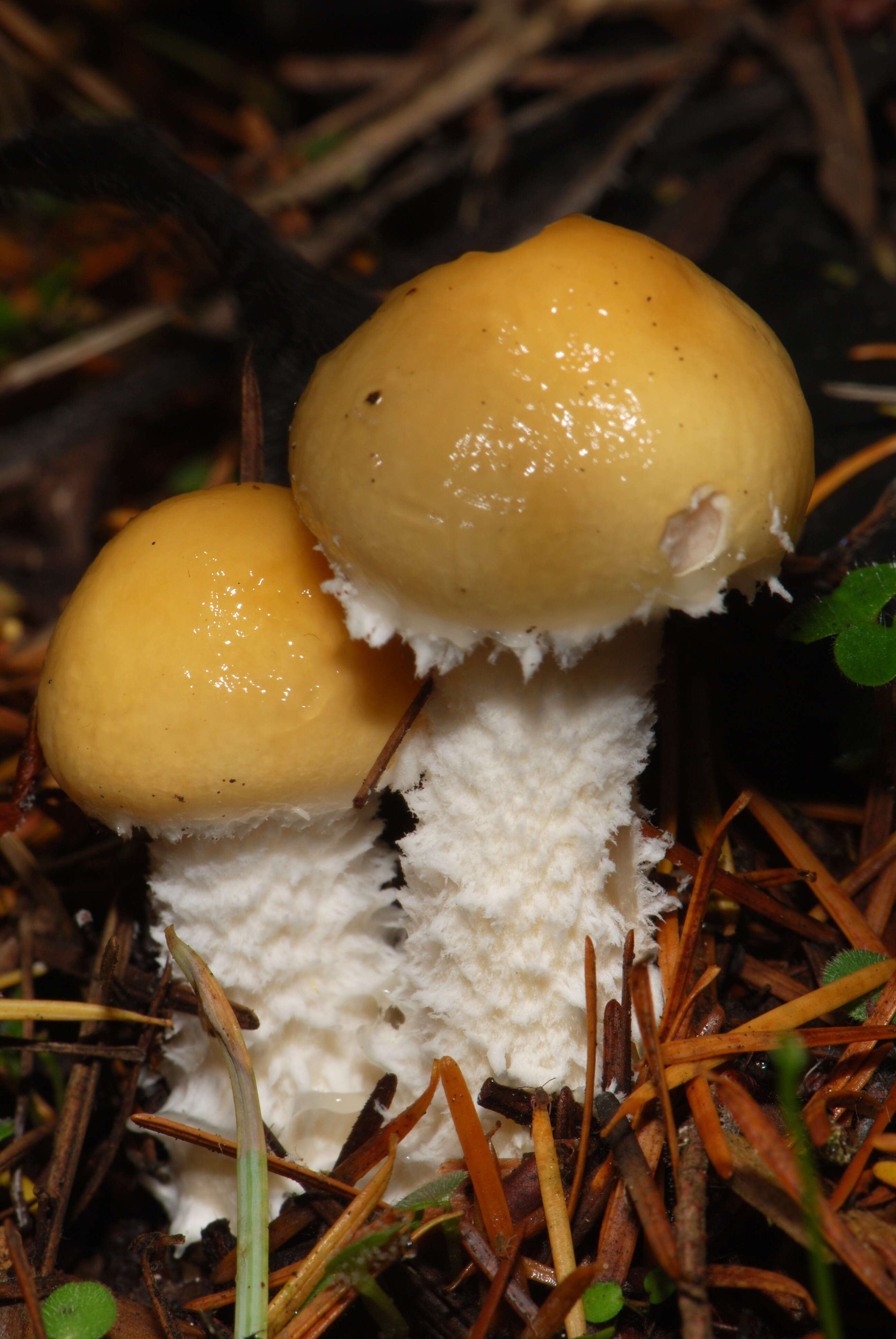 Image of Stropharia ambigua (Peck) Zeller 1914