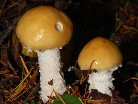 Image of Stropharia ambigua (Peck) Zeller 1914