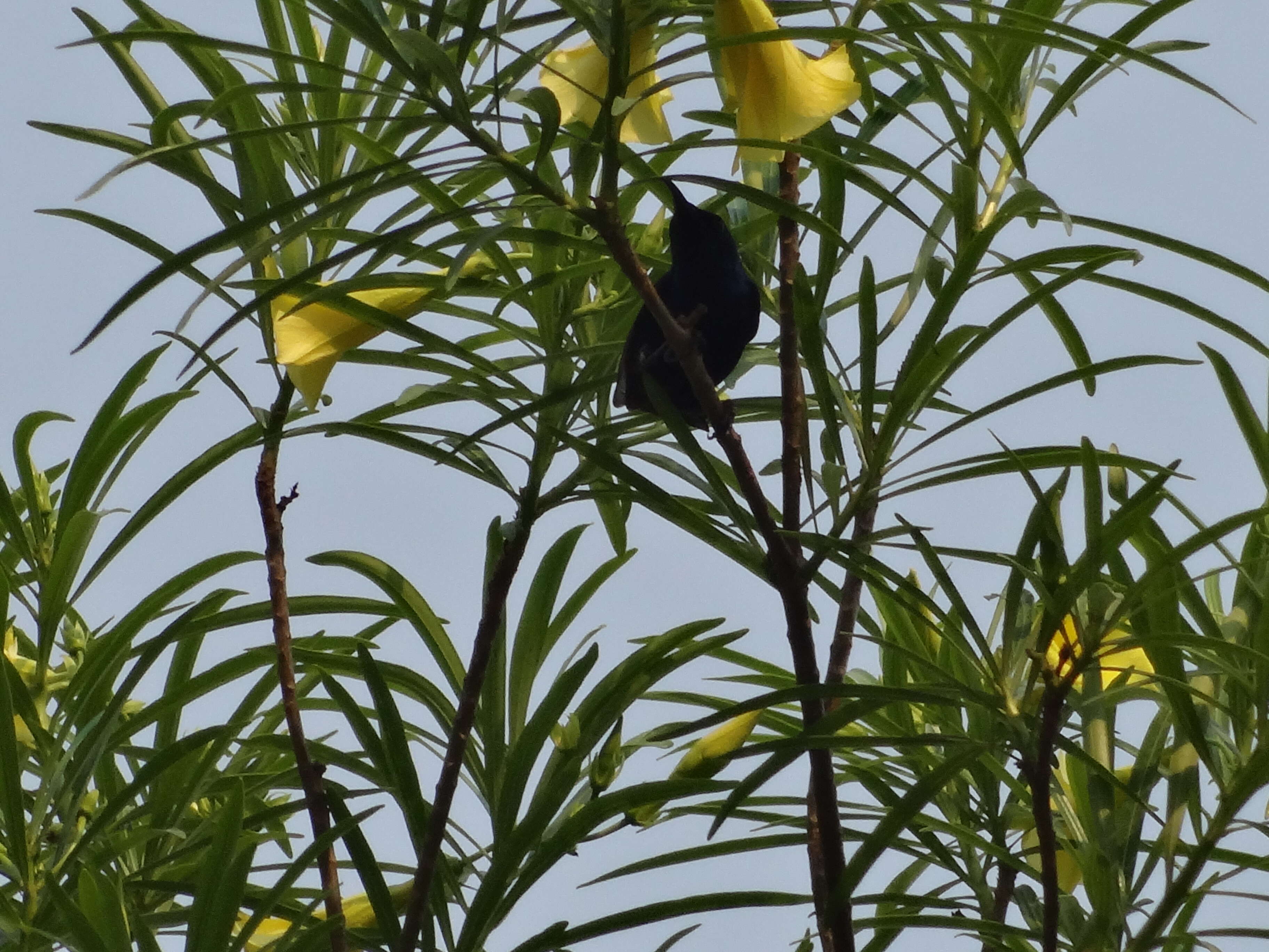 Image of Purple Sunbird