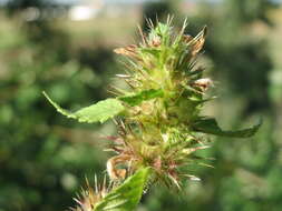 Image of Common hemp nettle