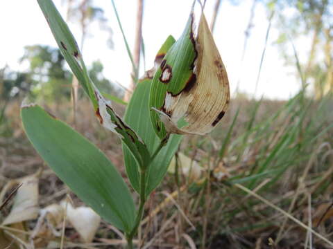 Image of Angular Solomon's Seal