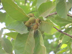 Image of mahua