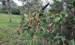 Image of Styrax ferrugineus Nees & Mart.