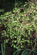 Image of Coprosma rotundifolia A. Cunn.