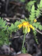 Image of Chrysactinia pinnata S. Wats.