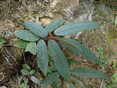 Image of Boehmeria densiflora Hook. & Arn.