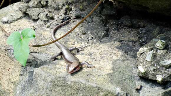 Image of Shanghai Elegant Skink