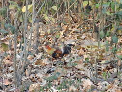 Image of Red Junglefowl