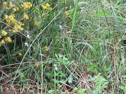 Image of Freesia laxa subsp. azurea (Goldblatt & Hutchings) Goldblatt & J. C. Manning