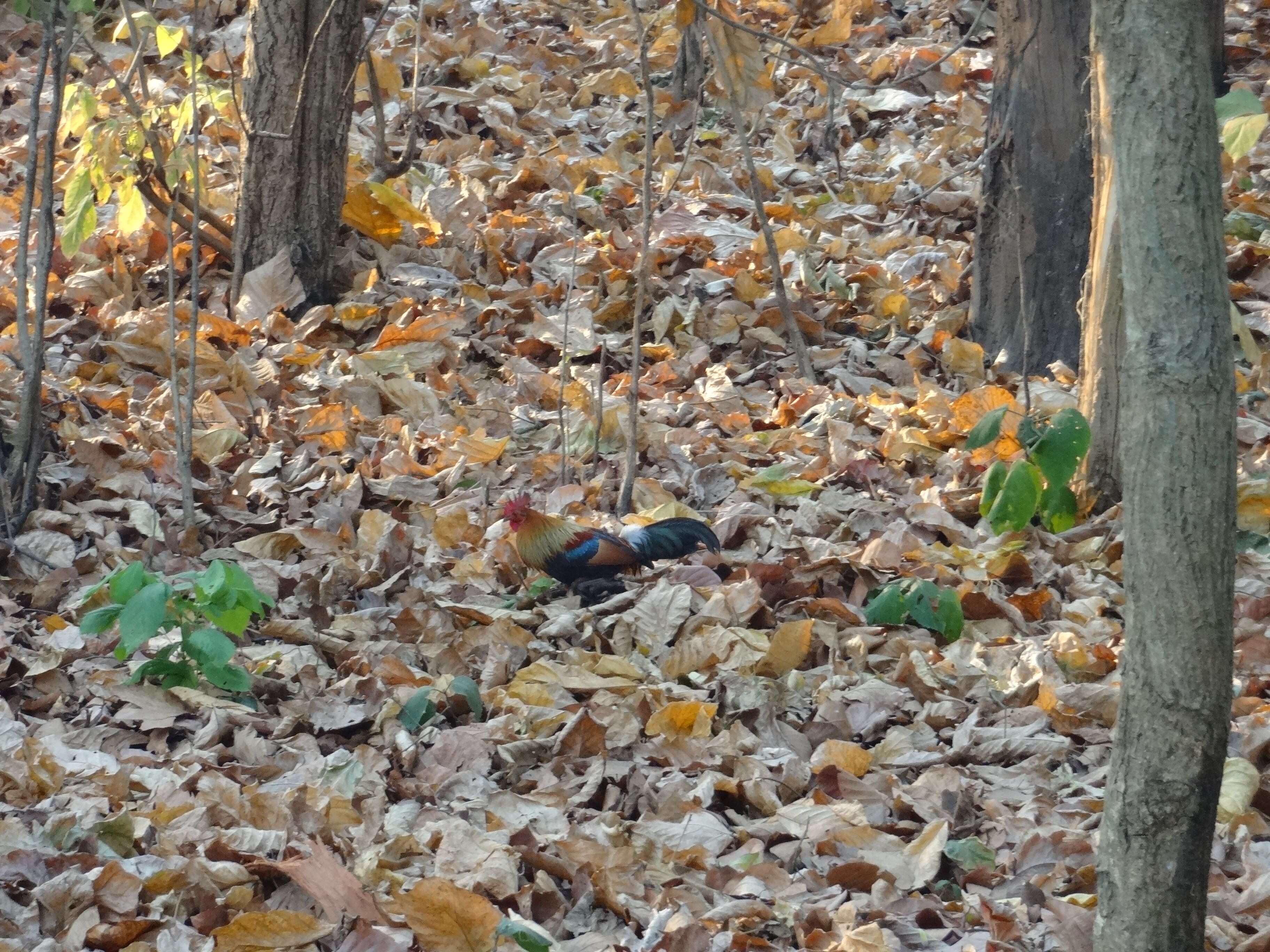 Image of Red Junglefowl