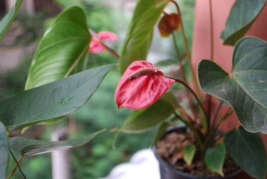 Anthurium andraeanum Linden ex André resmi