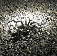 Image of Aphonopelma gabeli Smith 1995