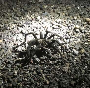 Image of Aphonopelma gabeli Smith 1995