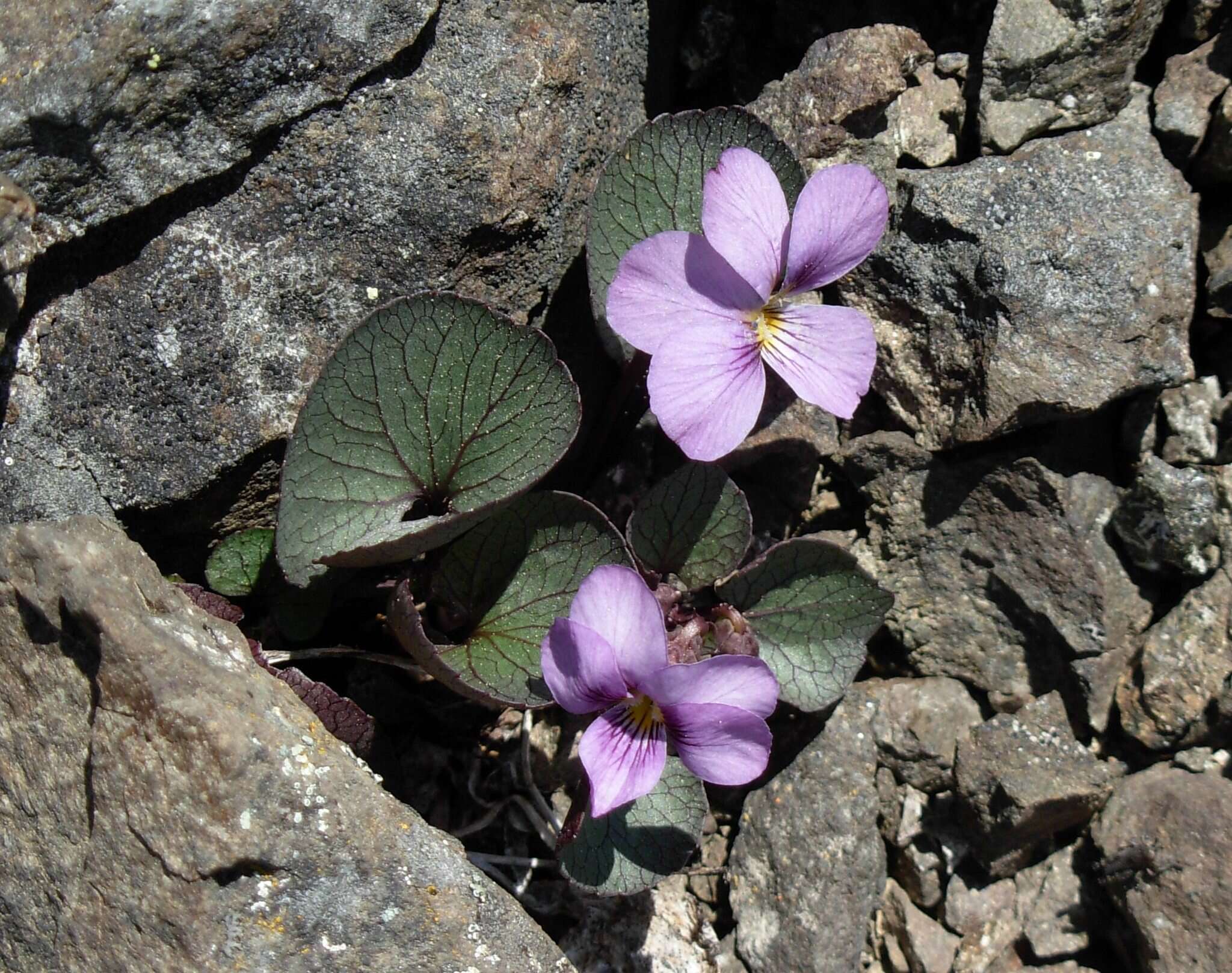 Слика од Viola flettii Piper