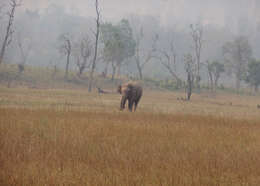 Image of Indian elephant