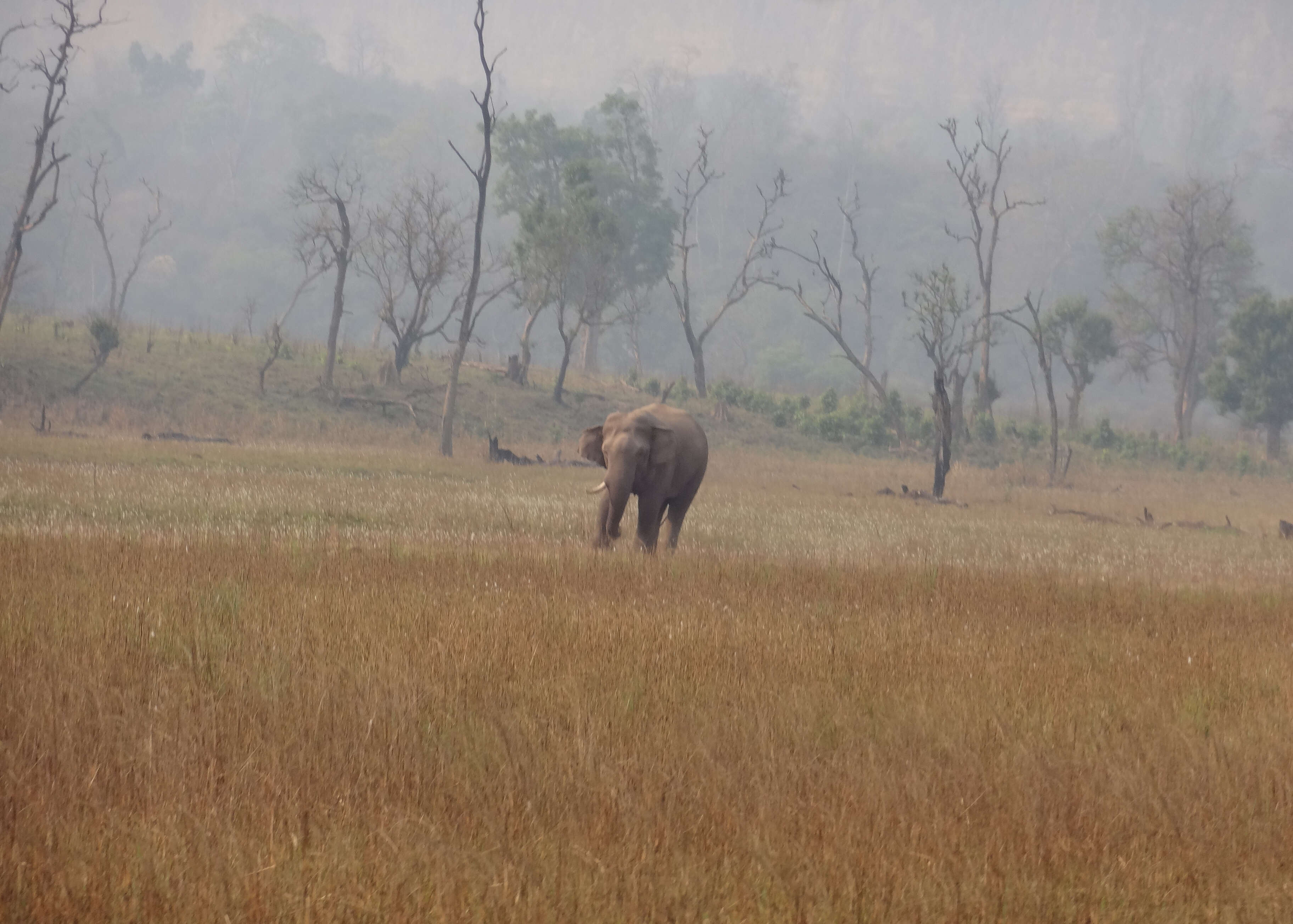 Image of Indian elephant