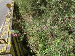 Image de Indigofera pseudotinctoria Matsum.