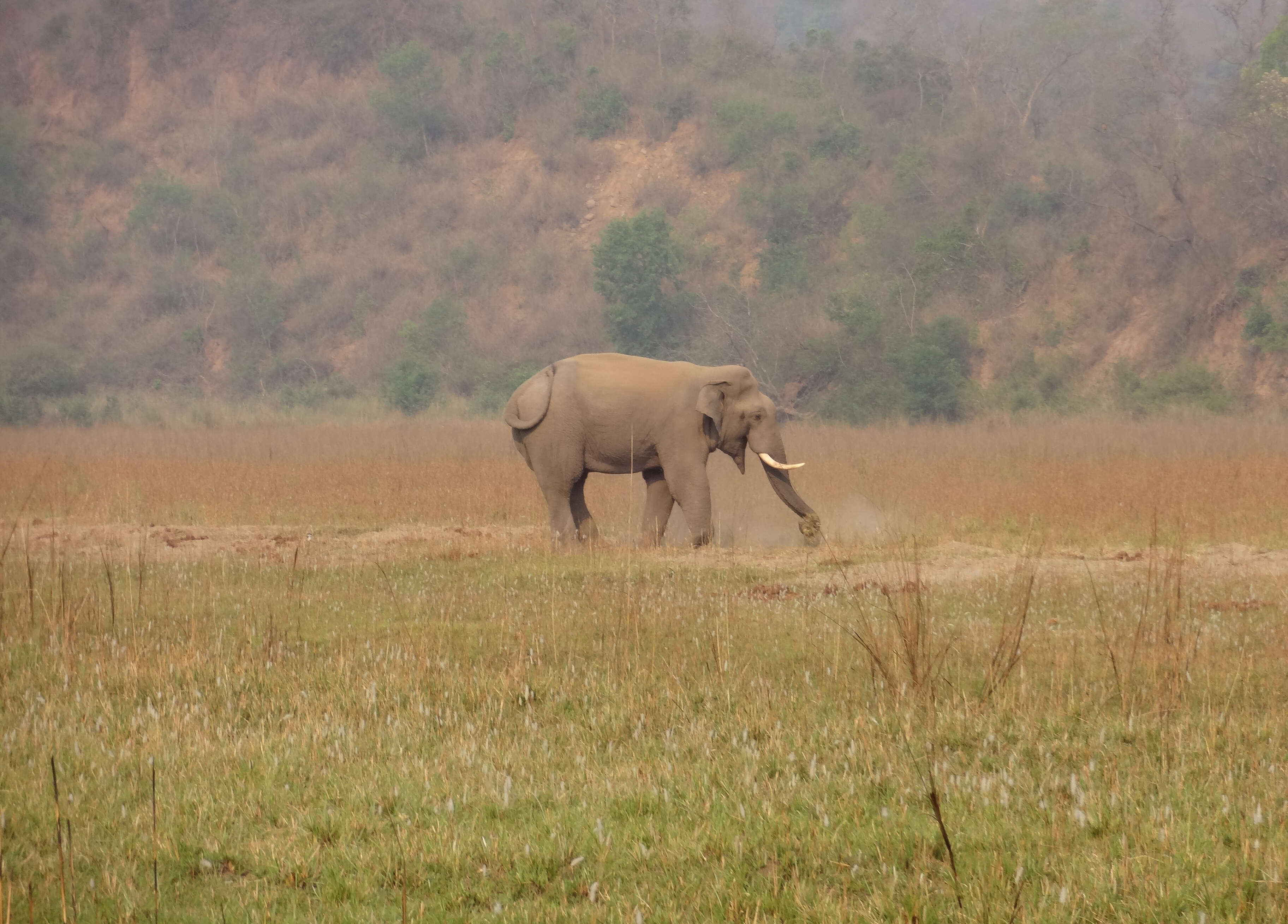 Image of Indian elephant