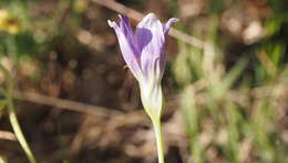 Image of catchfly prairie gentian