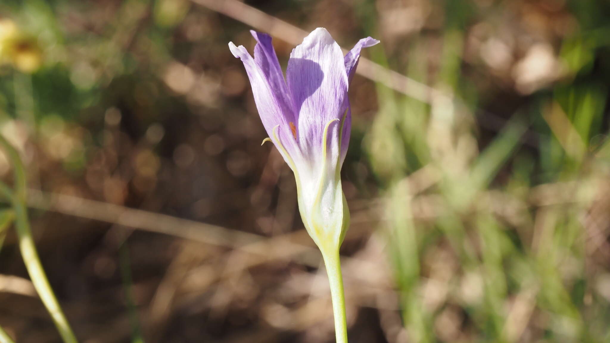 Sivun Eustoma exaltatum subsp. exaltatum kuva