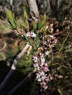 Image of Leucopogon ericoides (Sm.) R. Br.