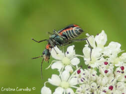 Malachius lusitanicus resmi