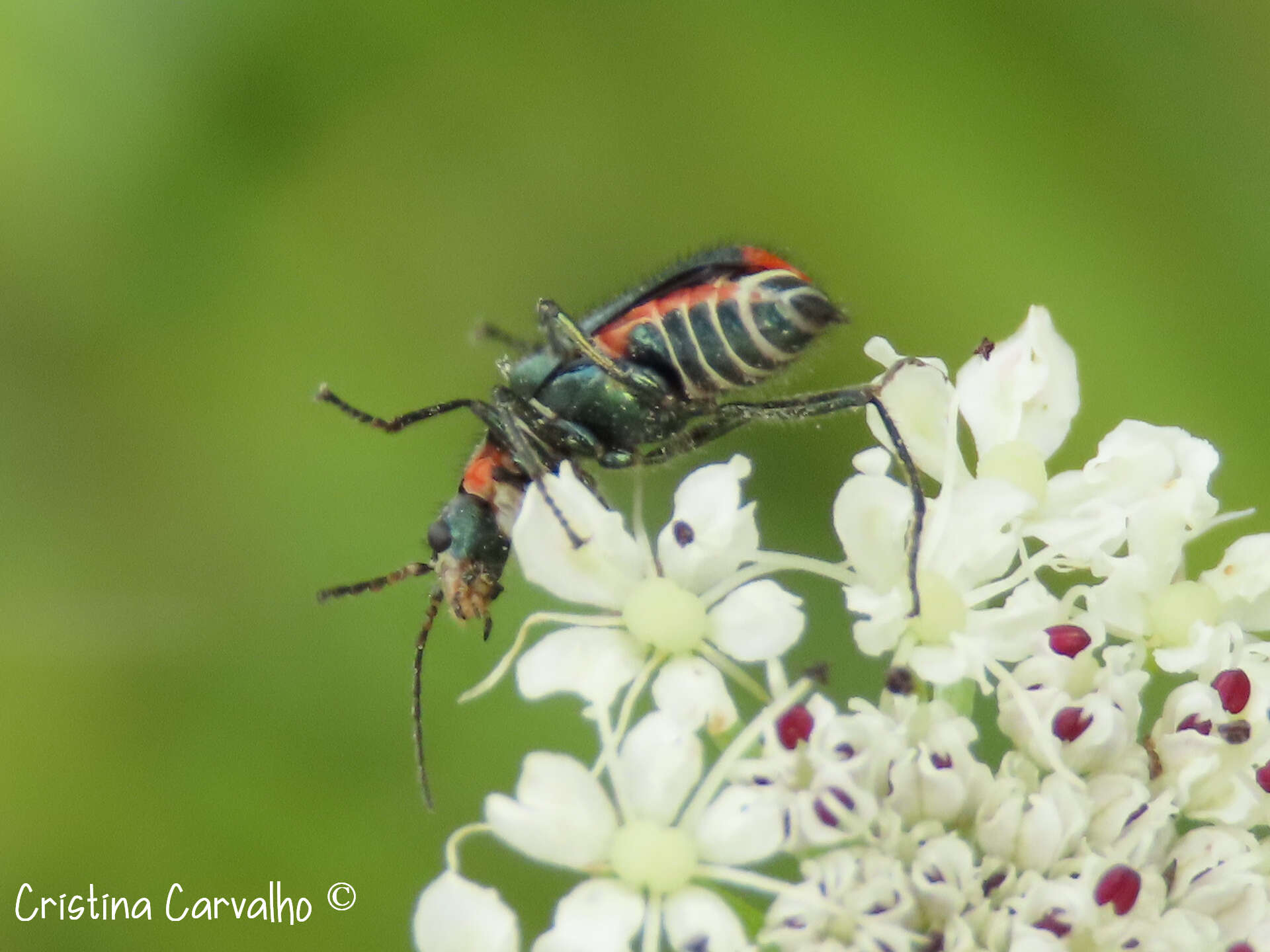 Malachius lusitanicus resmi