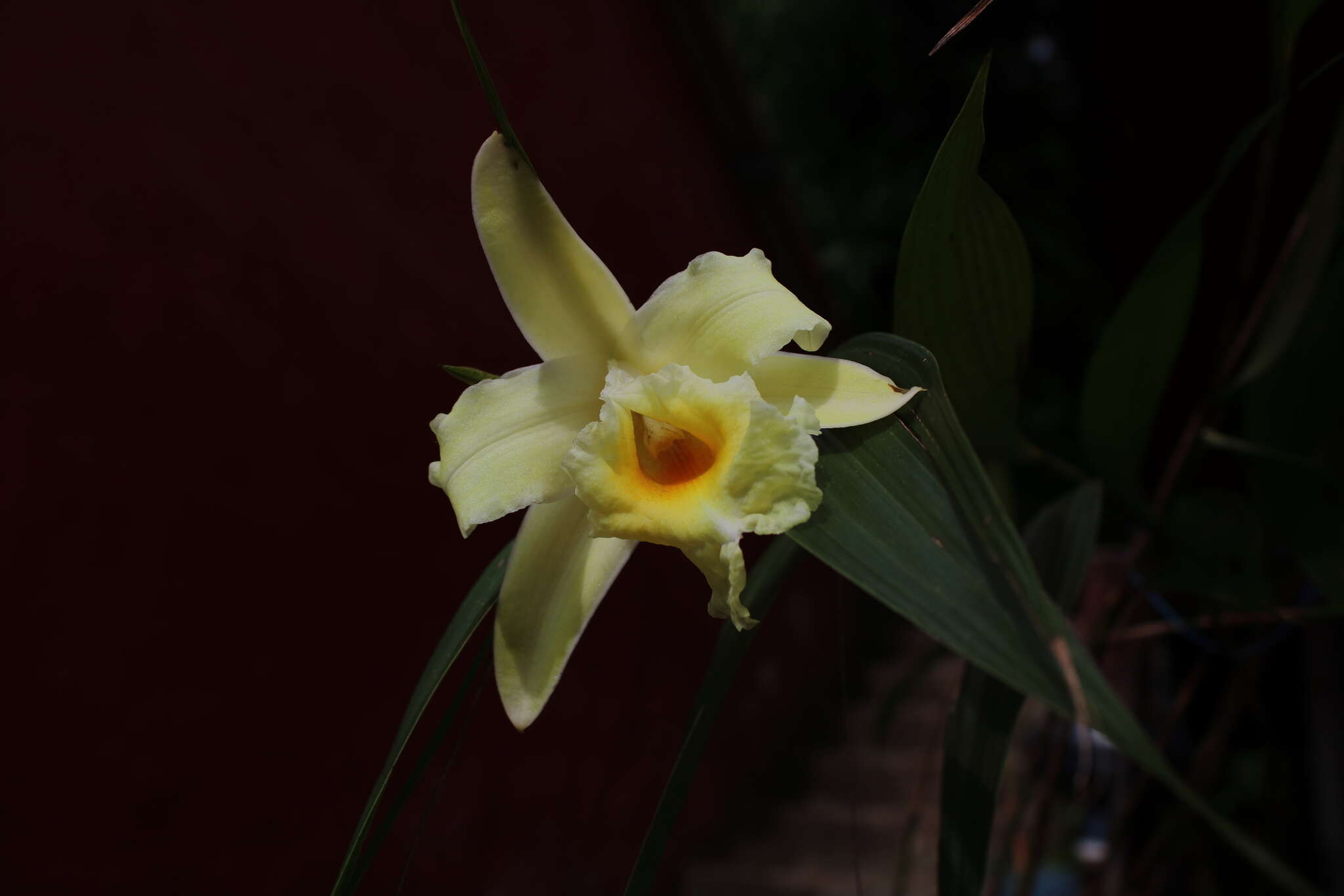 صورة Sobralia xantholeuca B. S. Williams