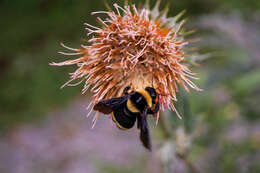 Image de Bombus medius Cresson 1864