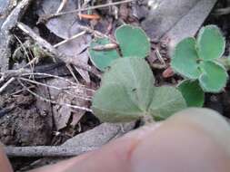 Sivun Oxalis imbricata var. violacea Knuth kuva