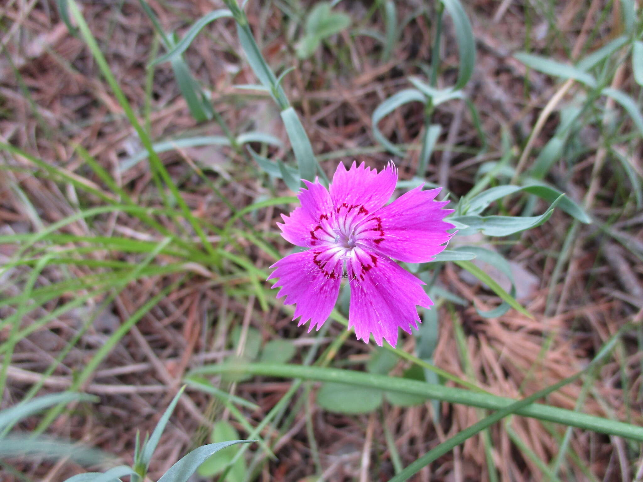 Image of China pink