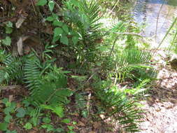 Image of Florida arrowroot