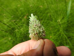 Image of California canarygrass