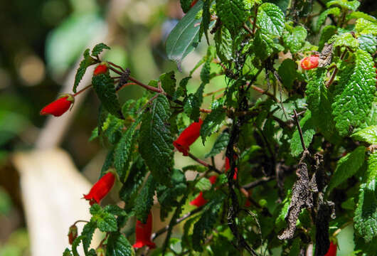 Heppiella ulmifolia (Kunth) Hanst.的圖片