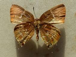 Image of Michaelus phoenissa