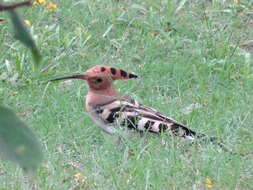 Image of Upupa Linnaeus 1758