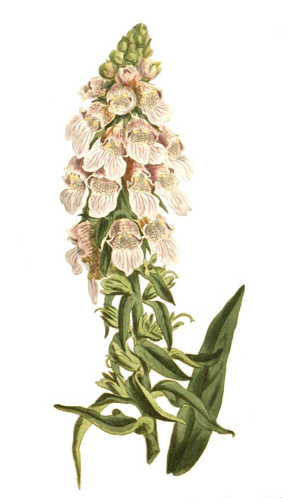 Imagem de Digitalis lanata Ehrh.