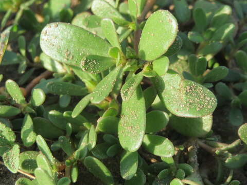 Image of common purslane