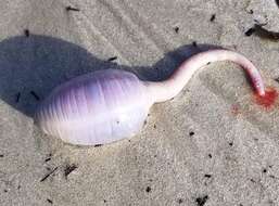 Image of rat-tailed fusiform sea cucumber