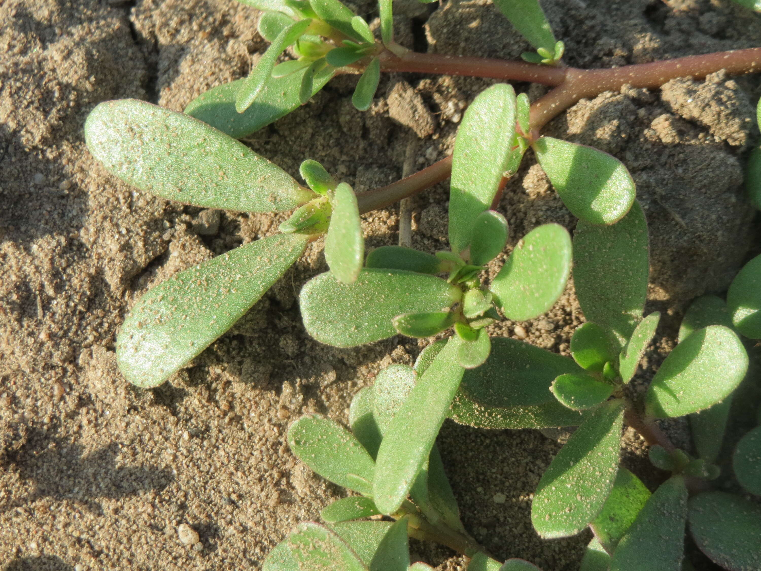 Image of common purslane