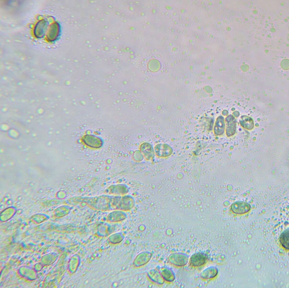 Слика од Hygrophorus fuscoalboides Hesler & A. H. Sm. 1963