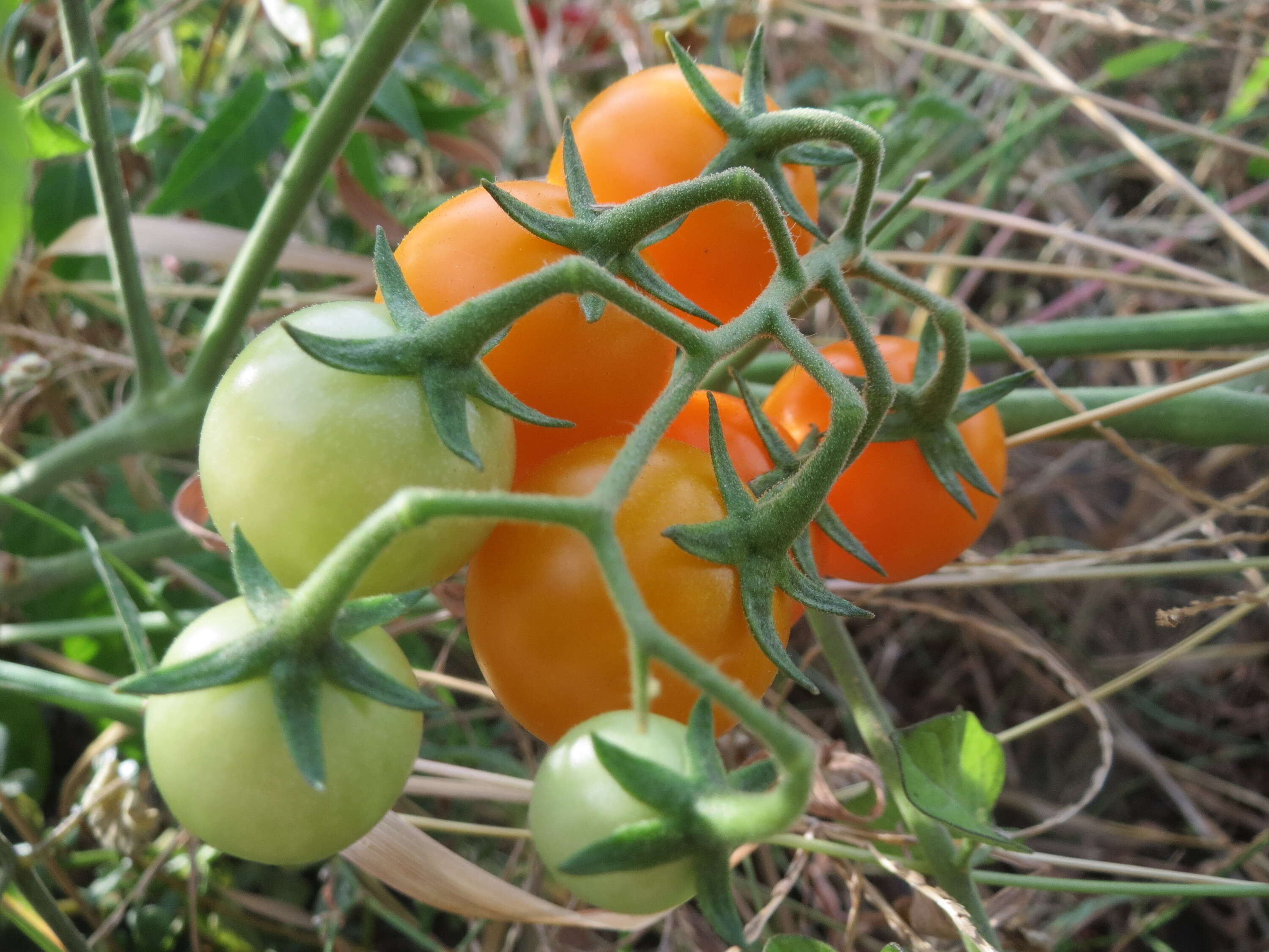 Image of tomato