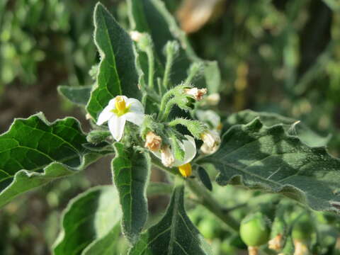 Image of European Black Nightshade