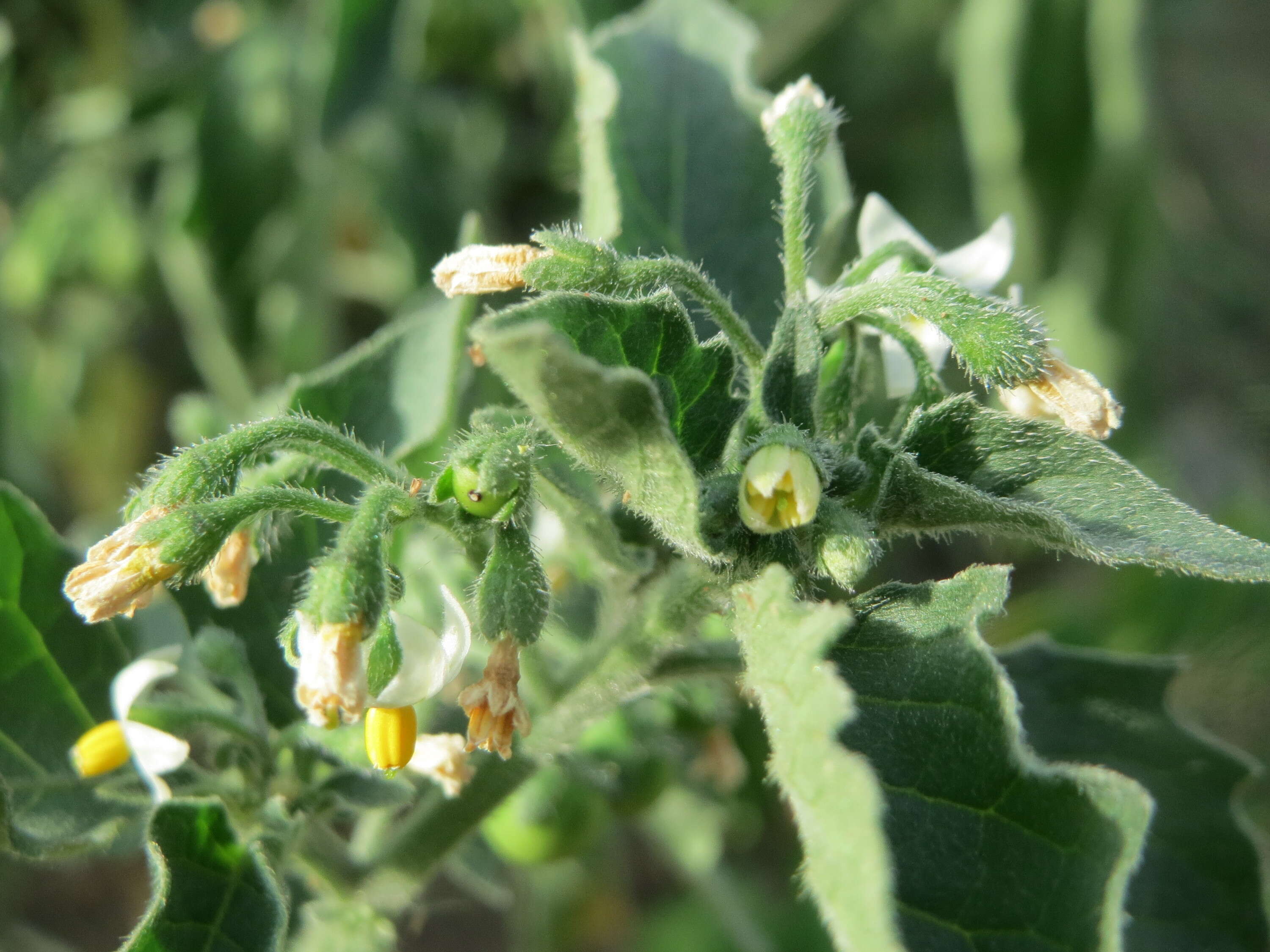 Plancia ëd Solanum nigrum L.