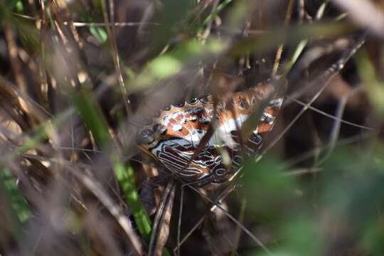 Imagem de Charaxes brutus