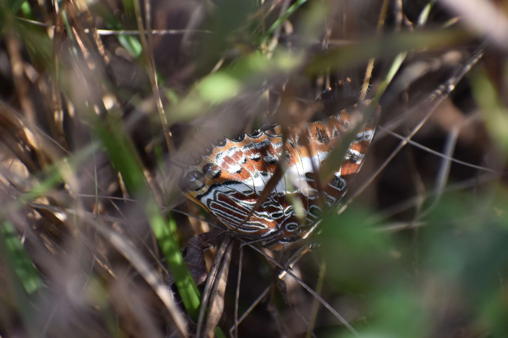 Charaxes brutus的圖片