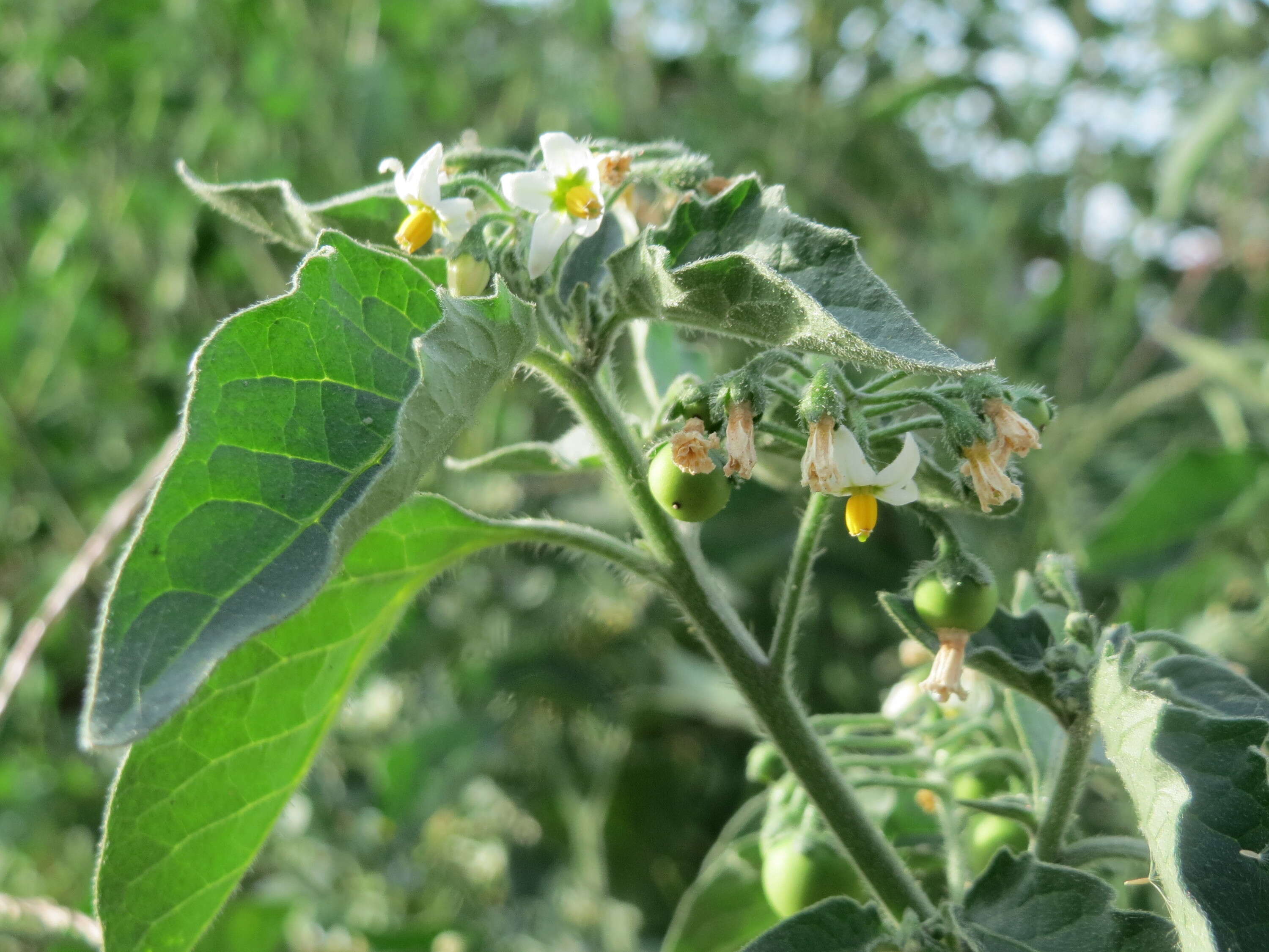 Image of European Black Nightshade