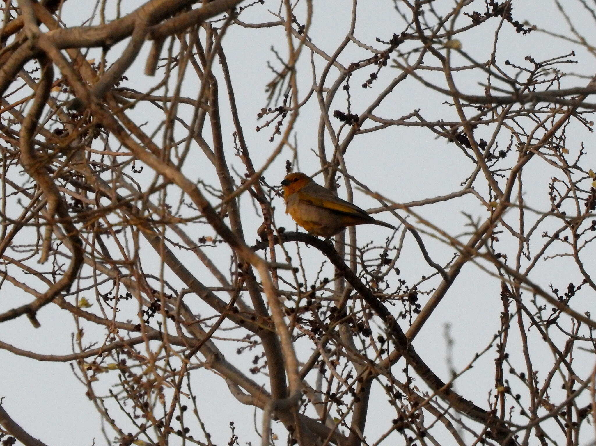 Image of Citron-headed Yellow Finch