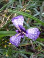 Image of Herbertia tigridioides (Hicken) Goldblatt